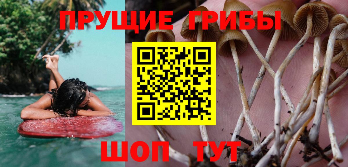 Псилоцибиновые грибы ЛСД  Псилоцибиновые грибы ЛСД  Шадринск 